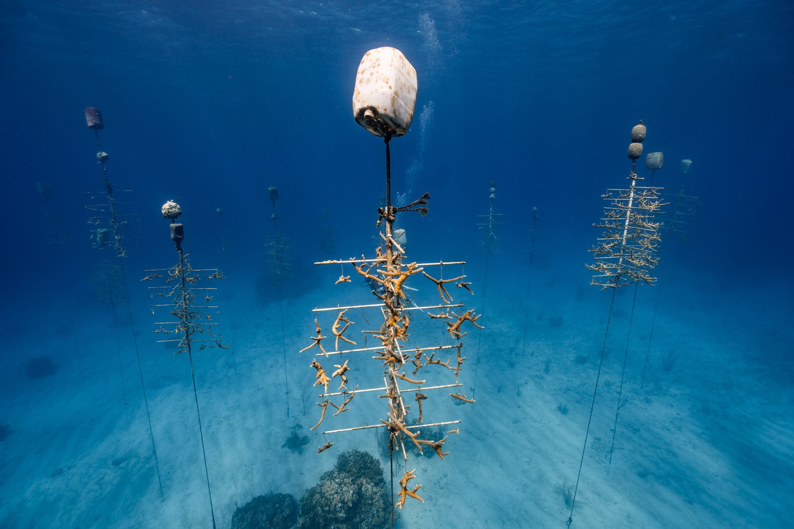 Créditos: Roatan Marine Park