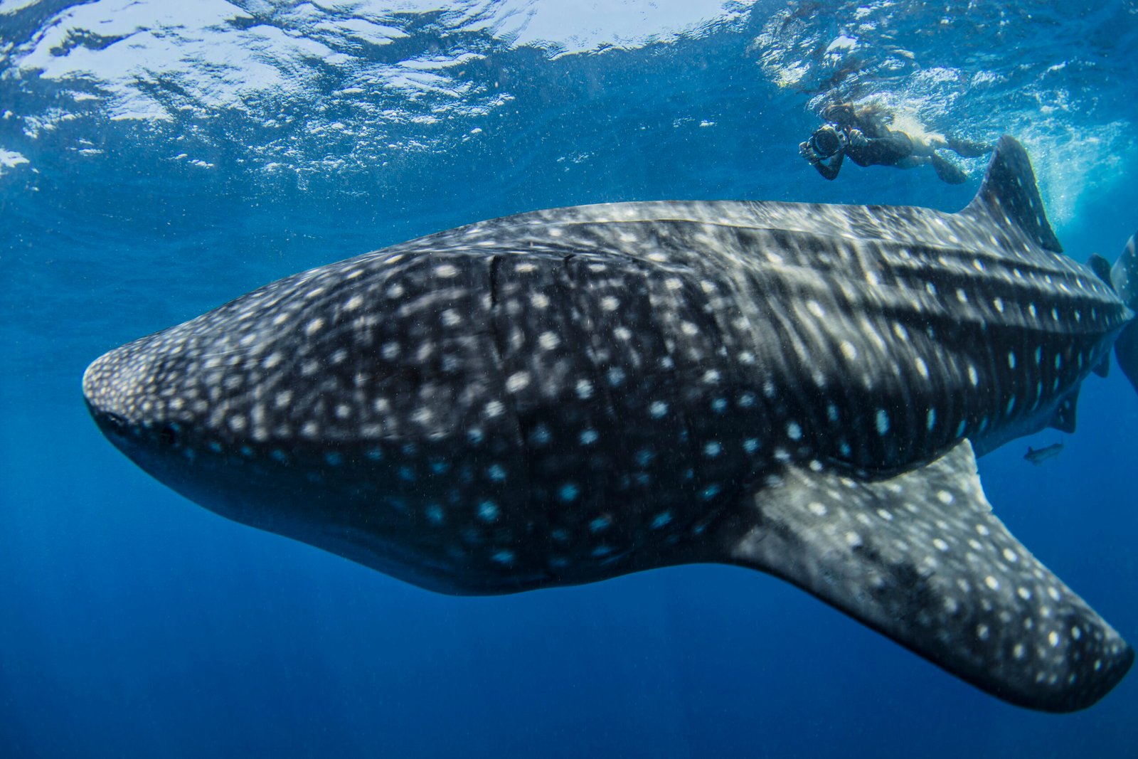 Diver photographing whale shark