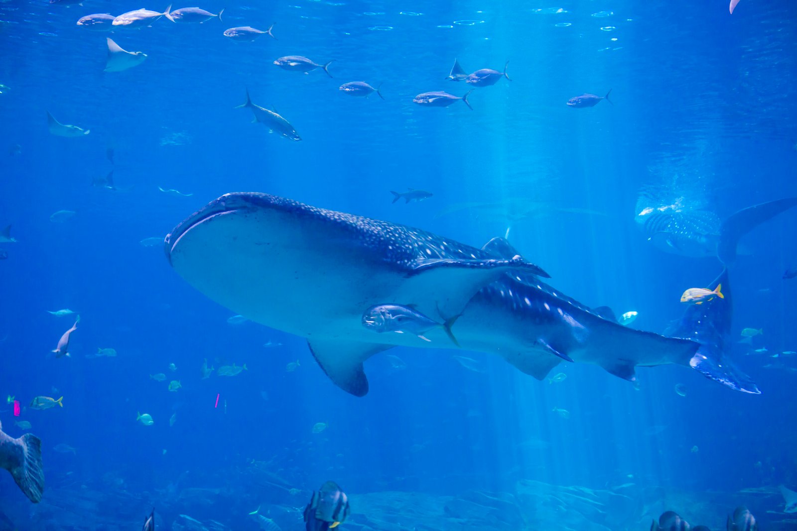 Whale shark swimming