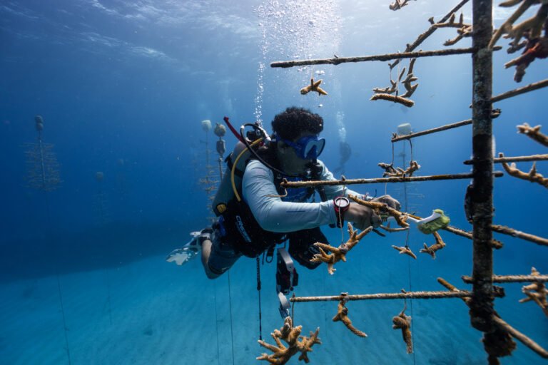 Monitoreo y Conservación de Arrecifes Coralinos​